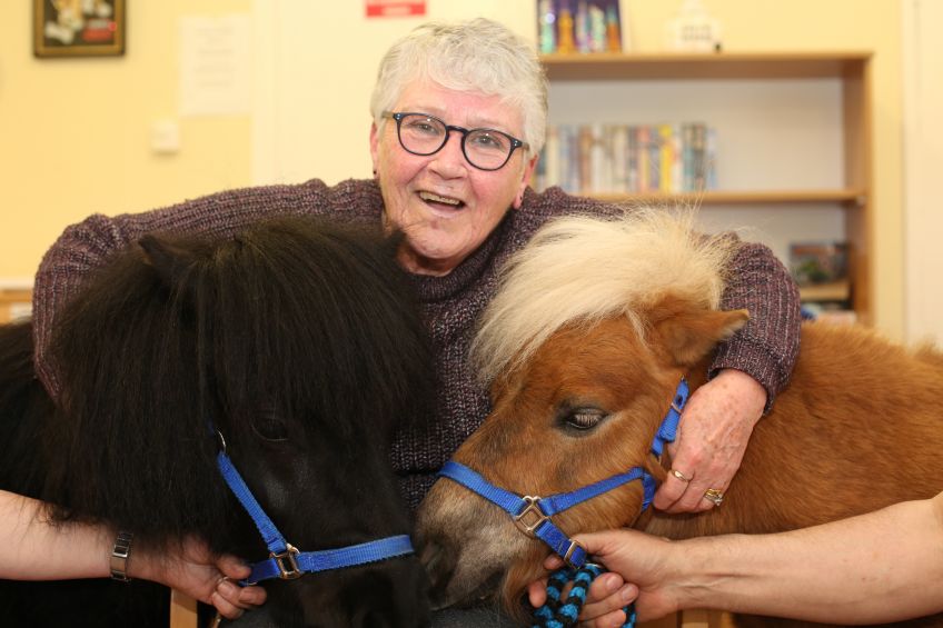 Therapy ponies bring cheer to older customers